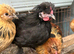 Polish bantam grower