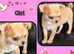 Pedigree chihuahua puppies
