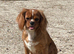 Ruby cavalier King Charles