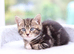 Tabby Kittens Ready Soon