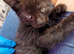 Last baby girl and boy kittens, ip3