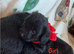 6 Beautiful Toy Jackapoo Puppies