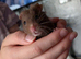 Syrian hamster baby and full set up