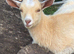 A pair of golden guernsey x pygmy goat kids for sale