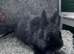 Netherland dwarf babies
