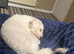For sale puppy&rsquo;s