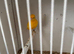 Fife canaries