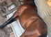 Standardbred/Trotting Horse gelding