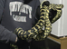 Adult Female jungle carpet python
