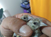 2026 grey goldfinches