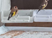 Pair goldfinches