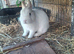 Handsome BEW Netherland dwarf