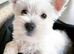 West highland puppies