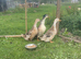 SILVER APPLE YARD DUCK HATCHING EGGS x6 or more if required