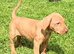READY NOW - Beautiful KC registered Hungarian vizsla puppies