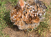 Millefleur Pekin Bantam Pullets