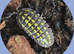 Isopod collection