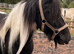 Heavy weight cob