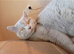 British shorthair kitten female