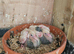 Iranian pigeons
