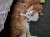 Maine coon kittens