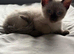 Beautiful funny sphinx with fur