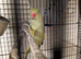 Female Indian ringneck