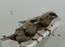 Beautiful Pair of Pearl bengalese finches
