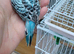 Pair of baby budgies