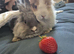Beautiful tiny Teddy dwerg bunnies