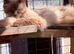 Ragdoll male tica and gccf