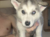 PURE SIBERIAN HUSKY PUPPIES