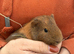 Male guinea pigs looking for their forever homes