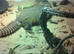 Lizard