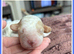 Stunning Cavapoo pups