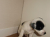 Parson Russell terriers