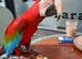 Green wing macaw 7 years tame