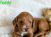 Adorable full DNA tested Cockerpoo puppies