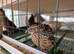X12 Jumbo Courtinix Quail Hatching Eggs Available.