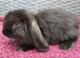 Cute French x Mini Lop Ready to Go. Must Read Please!!!