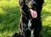 9 months old sprocker spaniel