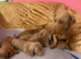 Pedigree miniature dachshund puppies