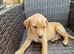Fox red labrador