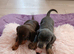 1 lilac and tan boy available and 1 chocolat and tan girl