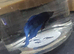 Blue male betta