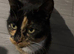 One beautiful kitten left available