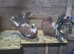 Pair of red fantails