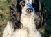 Sad rehome for beautiful girl