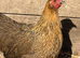Pekins for sale