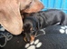 miniture dachshunds